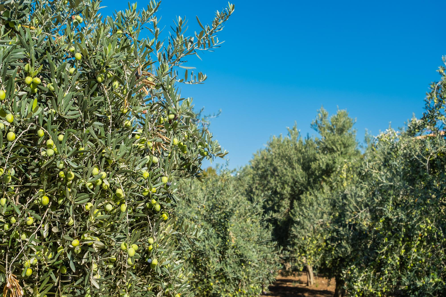 recoleccion agricola tradicional olivar cultivo aceitunas naturales ecologicas enfoque selectivo primer plano idea antecedentes publicidad productos agricolas ecologicos