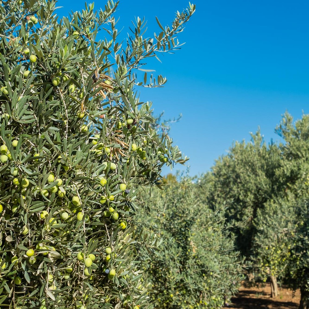 recoleccion agricola tradicional olivar cultivo aceitunas naturales ecologicas enfoque selectivo primer plano idea antecedentes publicidad productos agricolas ecologicos